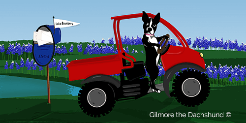 cute drawing of a boston terrier on a red golf cart!