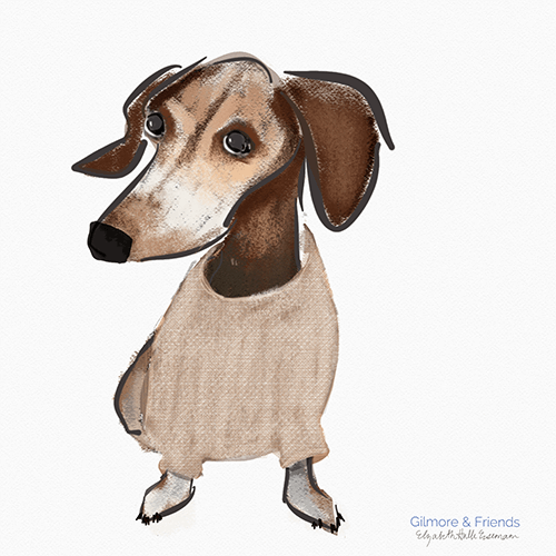 Gilmore and Friends drawing of Enzo the Dachshund a beautiful senior dachshund in a sweater