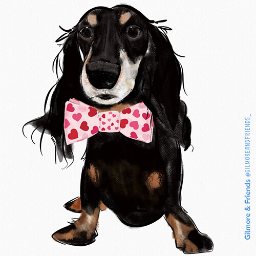 Gilmore and Friends drawing of a long hair black and tan senior dachshsund witha pink and red valentine bow tie