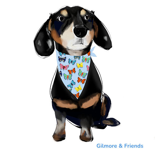 Gilmore & Friends Custom memorial portrait of ablack and tan dachshsund wearing a blue bandana with colorful butterflies all over it