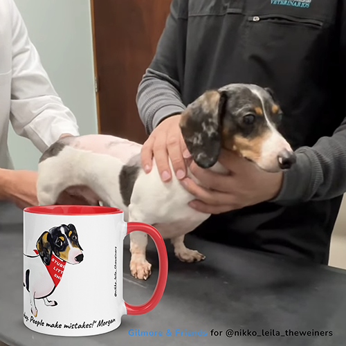 Phot of morgan the dachshund and the mug design to raise money for morgans recovery from ivdd surgery